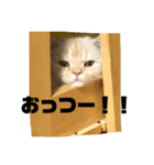 我が家のチョコたん ver1.0（個別スタンプ：5）