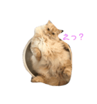 らぶちょこ（個別スタンプ：5）