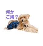 メロちゃんの日常（個別スタンプ：1）