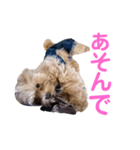メロちゃんの日常（個別スタンプ：4）