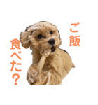 メロちゃんの日常（個別スタンプ：5）