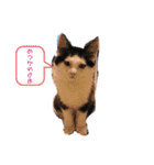 おかっぱちゃん日常会話（個別スタンプ：2）