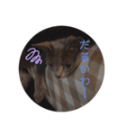 ルネさんの日常的に使える可愛いスタンプ 1（個別スタンプ：7）