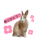 うさぎの若（個別スタンプ：1）
