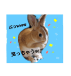 うさぎの若（個別スタンプ：3）