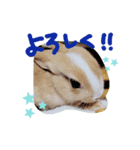 うさぎの若（個別スタンプ：4）