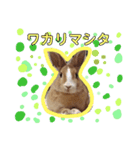 うさぎの若（個別スタンプ：5）