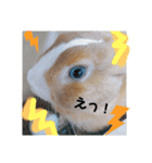 うさぎの若（個別スタンプ：6）