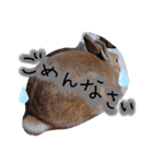 うさぎの若（個別スタンプ：7）