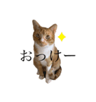 よしお_（個別スタンプ：4）