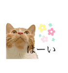 よしお_（個別スタンプ：5）