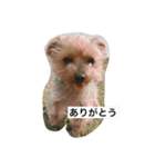 あんすけのゆるかお（個別スタンプ：4）