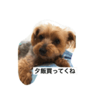 あんすけのゆるかお（個別スタンプ：7）