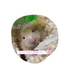 わさおの日常(  '-'   )（個別スタンプ：7）