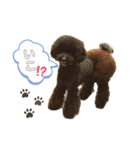 jin☆mouton（個別スタンプ：8）