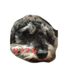 うちの犬スタンプ(コンです)（個別スタンプ：1）