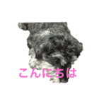 うちの犬スタンプ(コンです)（個別スタンプ：4）