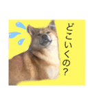 まめこの日常的（個別スタンプ：1）