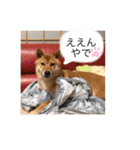 まめこの日常的（個別スタンプ：5）