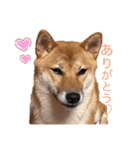 まめこの日常的（個別スタンプ：6）