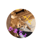 まめこの日常的（個別スタンプ：7）