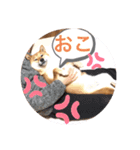 まめこの日常的（個別スタンプ：8）