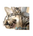 ginganeko（個別スタンプ：4）