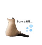 ねこのこてつスタンプ（個別スタンプ：5）