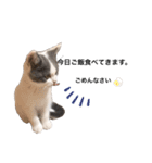 ねこのこてつスタンプ（個別スタンプ：7）