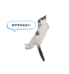 ねこのこてつスタンプ（個別スタンプ：11）