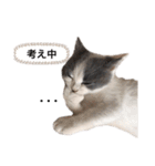 ねこのこてつスタンプ（個別スタンプ：24）