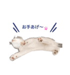 ねこのこてつスタンプ（個別スタンプ：26）