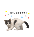 ねこのこてつスタンプ（個別スタンプ：29）
