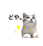 ねこのこてつスタンプ（個別スタンプ：31）