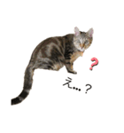 キジトラみかんと三毛猫いちご②（個別スタンプ：1）