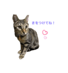 キジトラみかんと三毛猫いちご②（個別スタンプ：2）