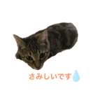キジトラみかんと三毛猫いちご②（個別スタンプ：3）