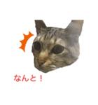 キジトラみかんと三毛猫いちご②（個別スタンプ：4）