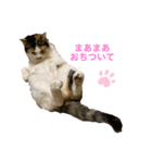 キジトラみかんと三毛猫いちご②（個別スタンプ：5）