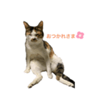 キジトラみかんと三毛猫いちご②（個別スタンプ：6）