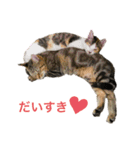 キジトラみかんと三毛猫いちご②（個別スタンプ：7）