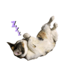 キジトラみかんと三毛猫いちご②（個別スタンプ：8）