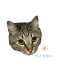 キジトラみかんと三毛猫いちご②（個別スタンプ：9）