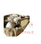 キジトラみかんと三毛猫いちご②（個別スタンプ：10）