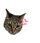 キジトラみかんと三毛猫いちご②（個別スタンプ：11）