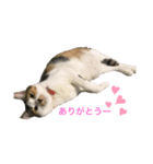 キジトラみかんと三毛猫いちご②（個別スタンプ：12）