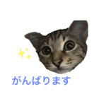 キジトラみかんと三毛猫いちご②（個別スタンプ：13）