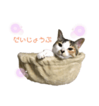 キジトラみかんと三毛猫いちご②（個別スタンプ：14）