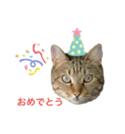 キジトラみかんと三毛猫いちご②（個別スタンプ：16）