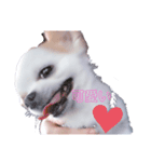 チャッピー（チワワ）（個別スタンプ：3）